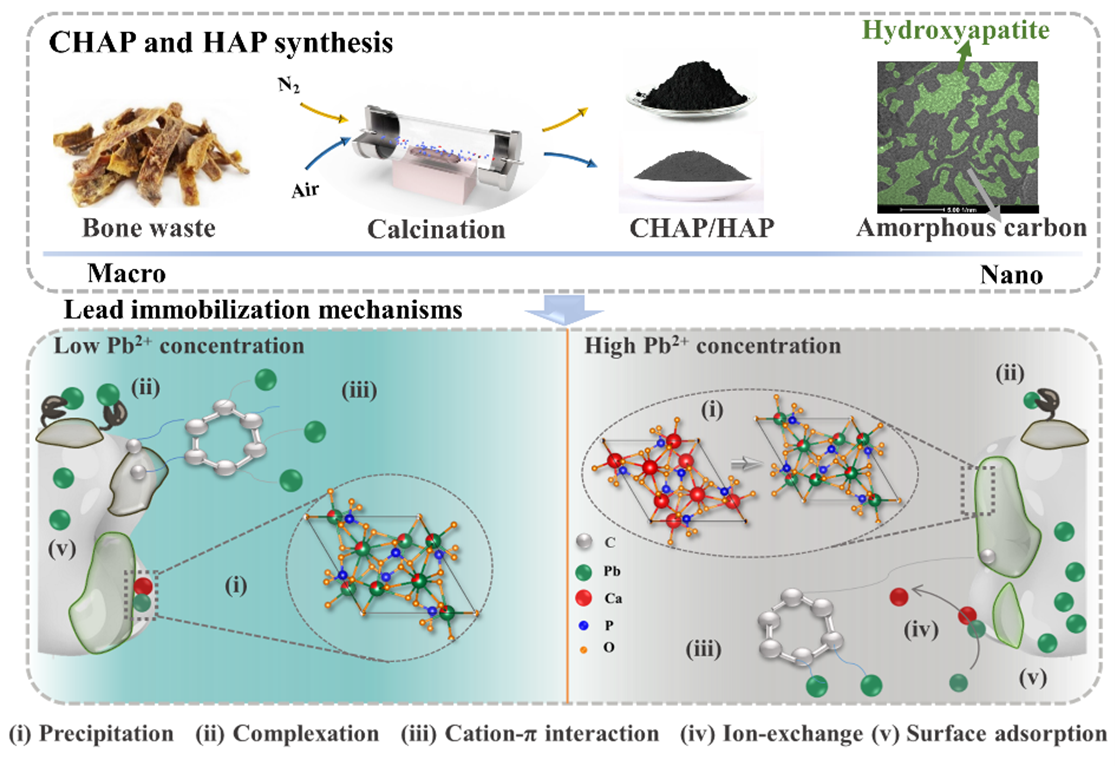 图5、碳/羟基磷灰石合成以及去除高、低浓度铅的机制