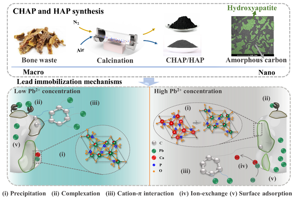 牛骨合成的碳/羟基磷灰石复合材料固定高、低浓度铅的机理研究